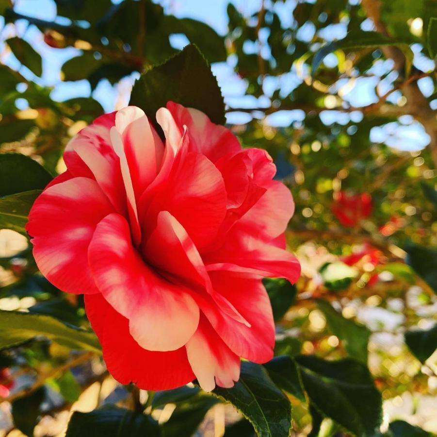 Guest House 熊野野菜 田辺市 エクステリア 写真
